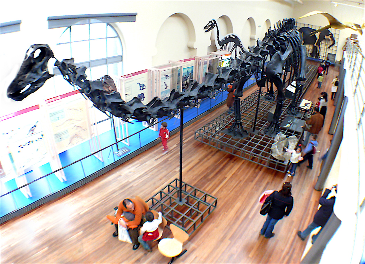 Los estudiantes de español de LAE Madrid pueden visitar en museo de ciencias naturales