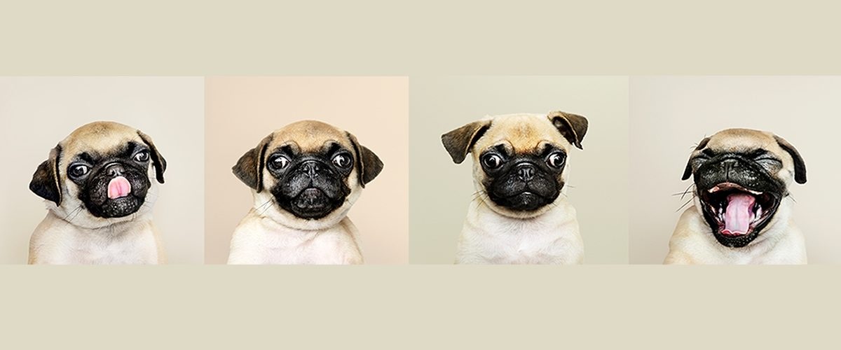 10 gifs de emociones que experimentarás al aprender español