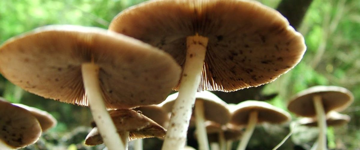 donde-coger-setas-en-madrid